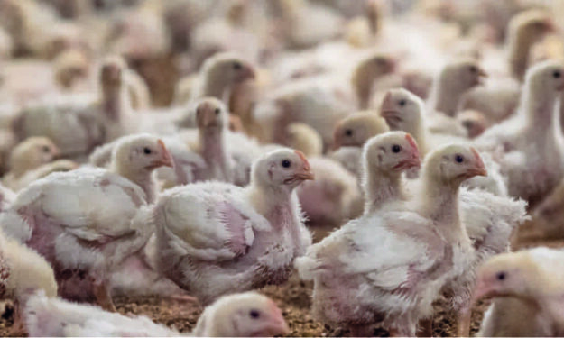 Qué son los pollos Broiler y por qué deberíamos evitarlos